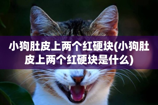 小狗肚皮上兩個紅硬塊(小狗肚皮上兩個紅硬塊是什么)