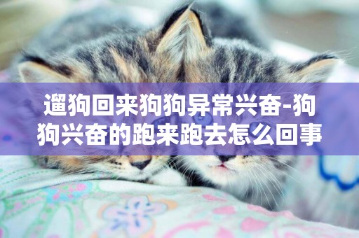 遛狗回來狗狗異常興奮-狗狗興奮的跑來跑去怎么回事