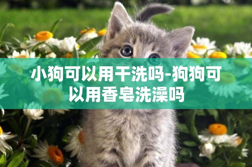 小狗可以用干洗嗎-狗狗可以用香皂洗澡嗎