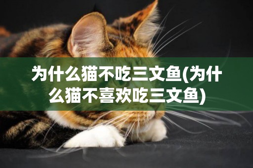 為什么貓不吃三文魚(為什么貓不喜歡吃三文魚)