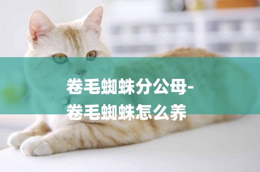 卷毛蜘蛛分公母-
卷毛蜘蛛怎么養