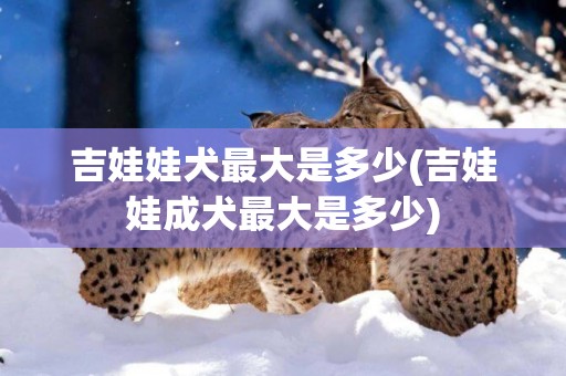 吉娃娃犬最大是多少(吉娃娃成犬最大是多少)