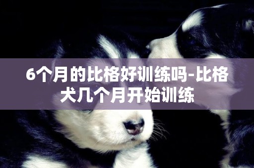 6個月的比格好訓練嗎-比格犬幾個月開始訓練