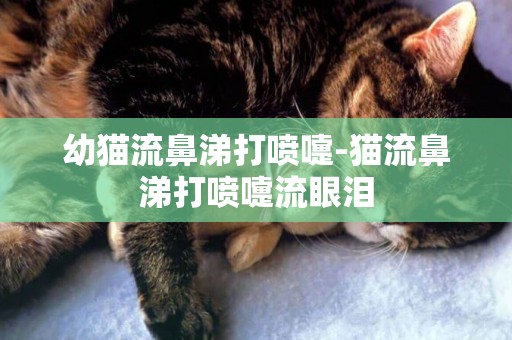 幼貓流鼻涕打噴嚏-貓流鼻涕打噴嚏流眼淚