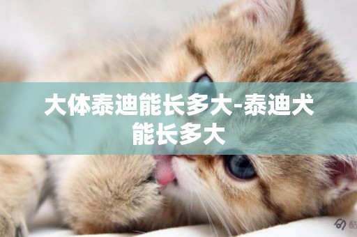 大體泰迪能長多大-泰迪犬能長多大