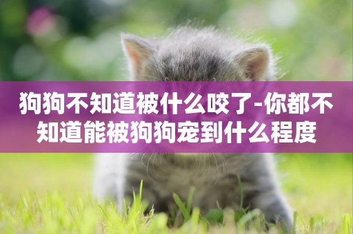 狗狗不知道被什么咬了-你都不知道能被狗狗寵到什么程度