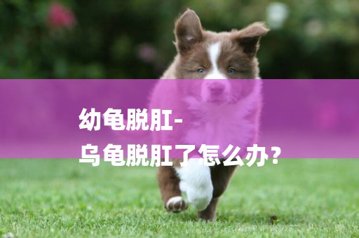 幼龜脫肛-
烏龜脫肛了怎么辦？