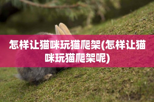 怎樣讓貓咪玩貓爬架(怎樣讓貓咪玩貓爬架呢)