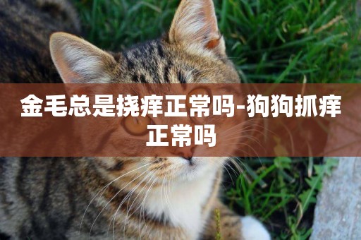 金毛總是撓癢正常嗎-狗狗抓癢正常嗎