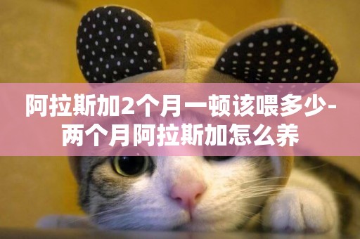 阿拉斯加2個月一頓該喂多少-兩個月阿拉斯加怎么養