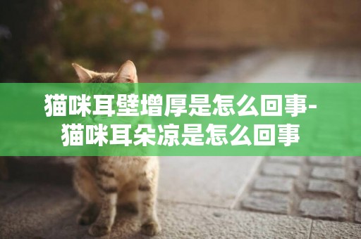 貓咪耳壁增厚是怎么回事-貓咪耳朵涼是怎么回事