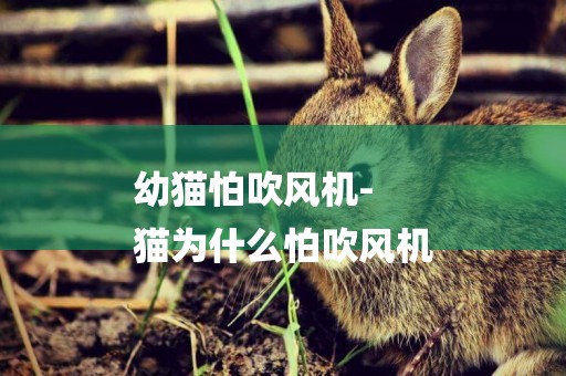 幼貓怕吹風機-
貓為什么怕吹風機