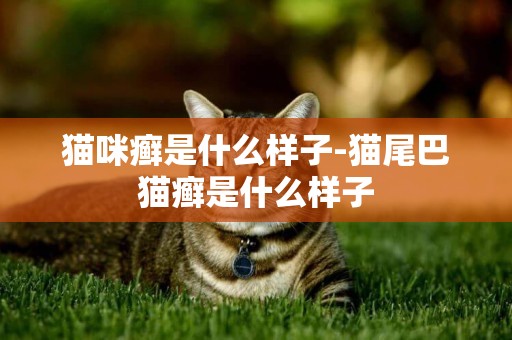 貓咪癬是什么樣子-貓尾巴貓癬是什么樣子