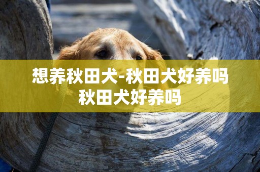 想養秋田犬-秋田犬好養嗎秋田犬好養嗎