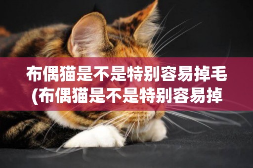 布偶貓是不是特別容易掉毛(布偶貓是不是特別容易掉毛呀)