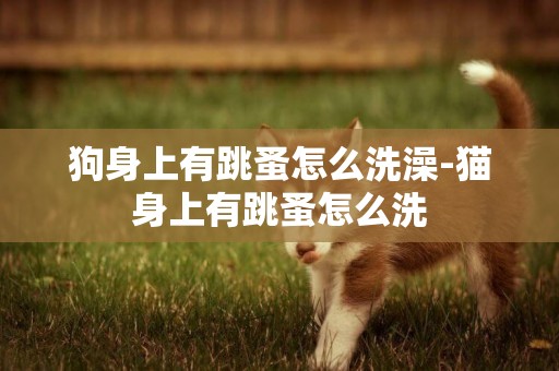 狗身上有跳蚤怎么洗澡-貓身上有跳蚤怎么洗