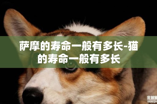薩摩的壽命一般有多長-貓的壽命一般有多長