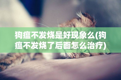 狗瘟不發燒是好現象么(狗瘟不發燒了后面怎么治療)