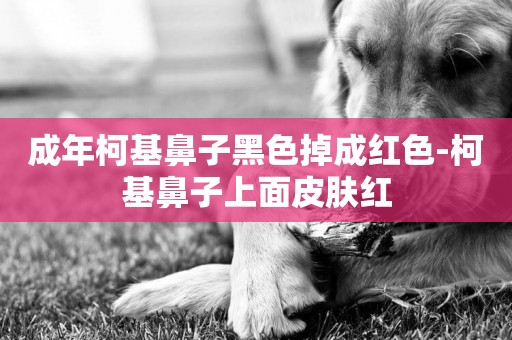 成年柯基鼻子黑色掉成紅色-柯基鼻子上面皮膚紅