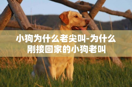 小狗為什么老尖叫-為什么剛接回家的小狗老叫