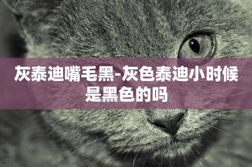 灰泰迪嘴毛黑-灰色泰迪小時候是黑色的嗎