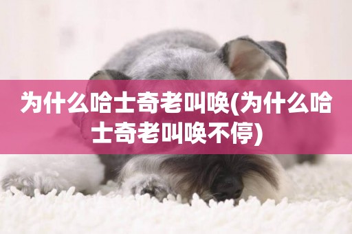 為什么哈士奇老叫喚(為什么哈士奇老叫喚不停)