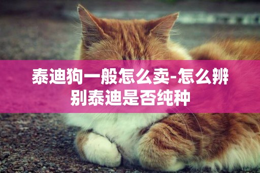 泰迪狗一般怎么賣-怎么辨別泰迪是否純種