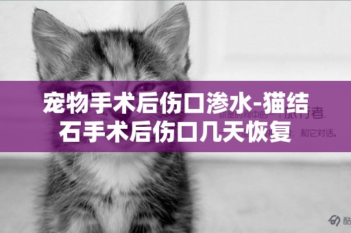 寵物手術后傷口滲水-貓結石手術后傷口幾天恢復