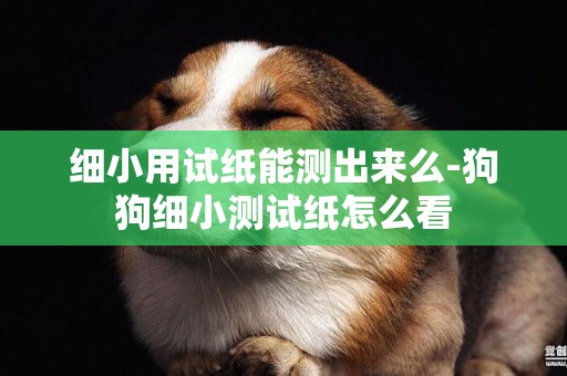 細小用試紙能測出來么-狗狗細小測試紙怎么看