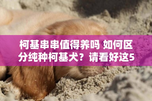 柯基串串值得養嗎 如何區分純種柯基犬？請看好這5個特征，別買串燒 