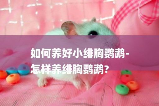 如何養好小緋胸鸚鵡-
怎樣養緋胸鸚鵡?