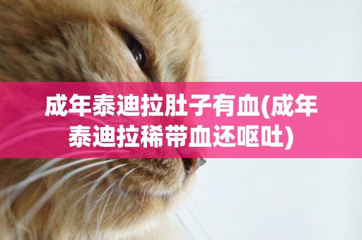 成年泰迪拉肚子有血(成年泰迪拉稀帶血還嘔吐)