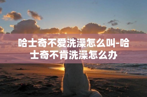 哈士奇不愛洗澡怎么叫-哈士奇不肯洗澡怎么辦