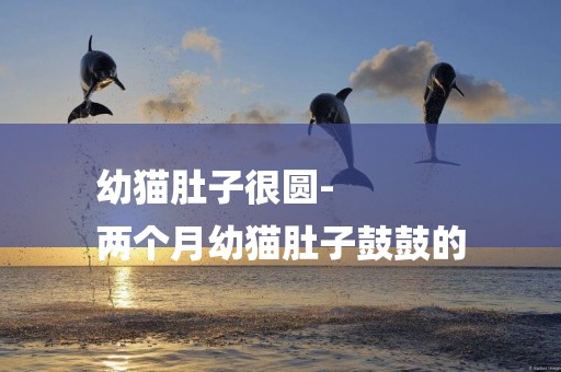幼貓肚子很圓-
兩個月幼貓肚子鼓鼓的