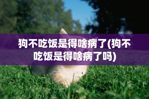 狗不吃飯是得啥病了(狗不吃飯是得啥病了嗎)