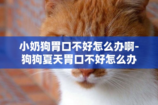 小奶狗胃口不好怎么辦啊-狗狗夏天胃口不好怎么辦