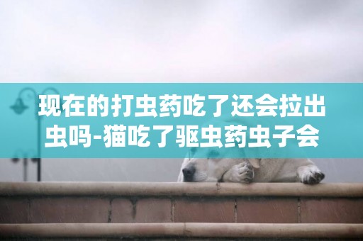 現在的打蟲藥吃了還會拉出蟲嗎-貓吃了驅蟲藥蟲子會爬出來嗎