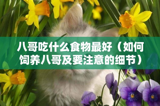 八哥吃什么食物最好（如何飼養八哥及要注意的細節） 