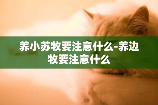 養小蘇牧要注意什么-養邊牧要注意什么
