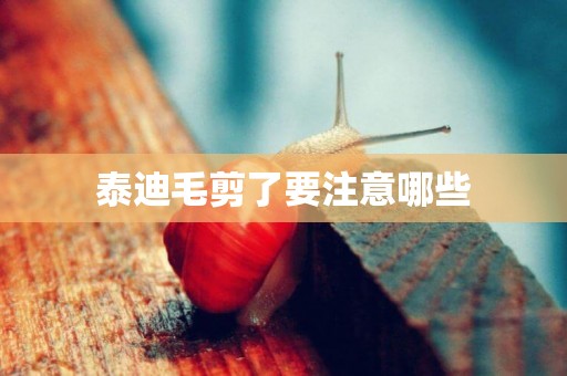 泰迪毛剪了要注意哪些