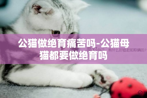 公貓做絕育痛苦嗎-公貓母貓都要做絕育嗎