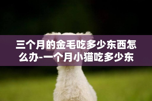 三個月的金毛吃多少東西怎么辦-一個月小貓吃多少東西怎么辦