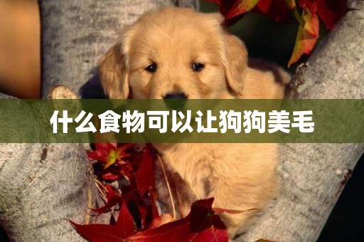 什么食物可以讓狗狗美毛