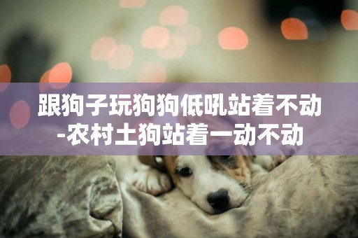 跟狗子玩狗狗低吼站著不動-農村土狗站著一動不動