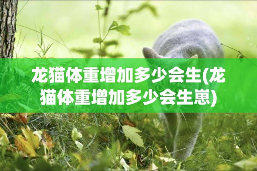 龍貓體重增加多少會生(龍貓體重增加多少會生崽)