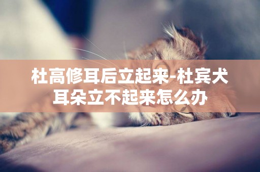 杜高修耳后立起來-杜賓犬耳朵立不起來怎么辦