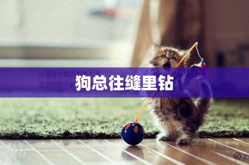 狗總往縫里鉆
