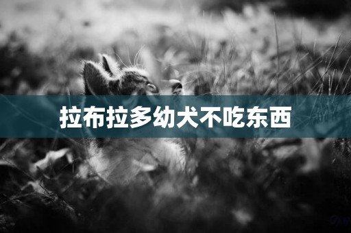 拉布拉多幼犬不吃東西