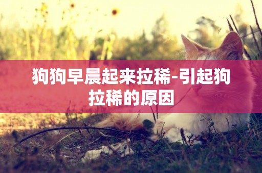 狗狗早晨起來拉稀-引起狗拉稀的原因