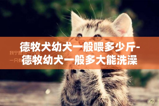 德牧犬幼犬一般喂多少斤-德牧幼犬一般多大能洗澡